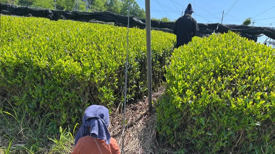 覆いを外した畝で茶葉を摘む人たち