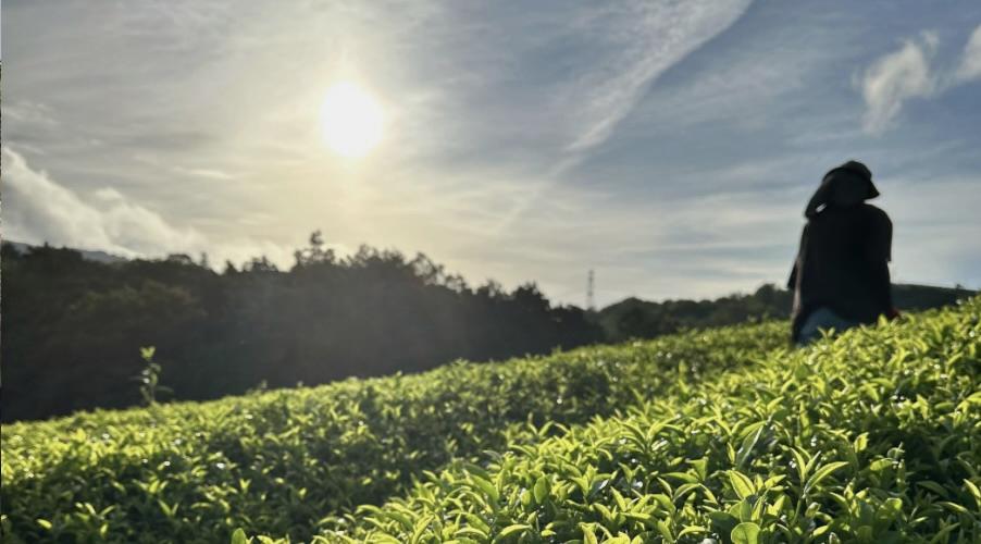 夕日のさす茶畑